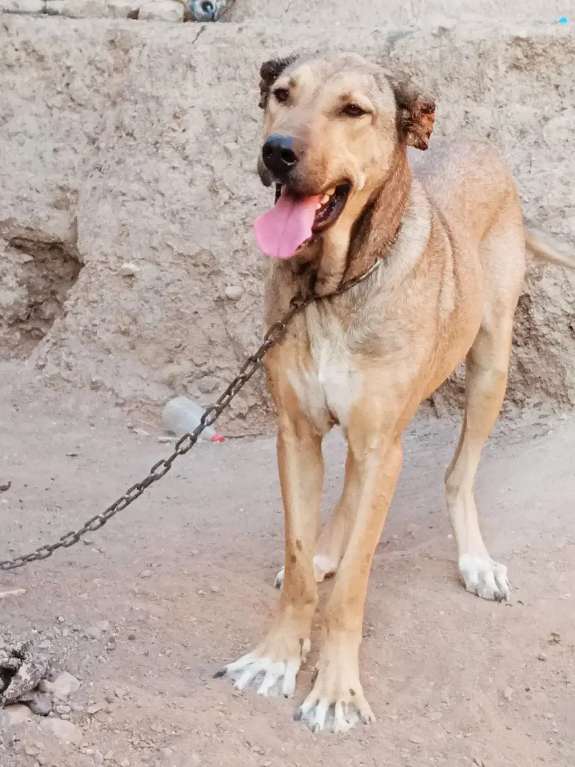 ماده ساری|سگ|ترکمانچای, |دیوار