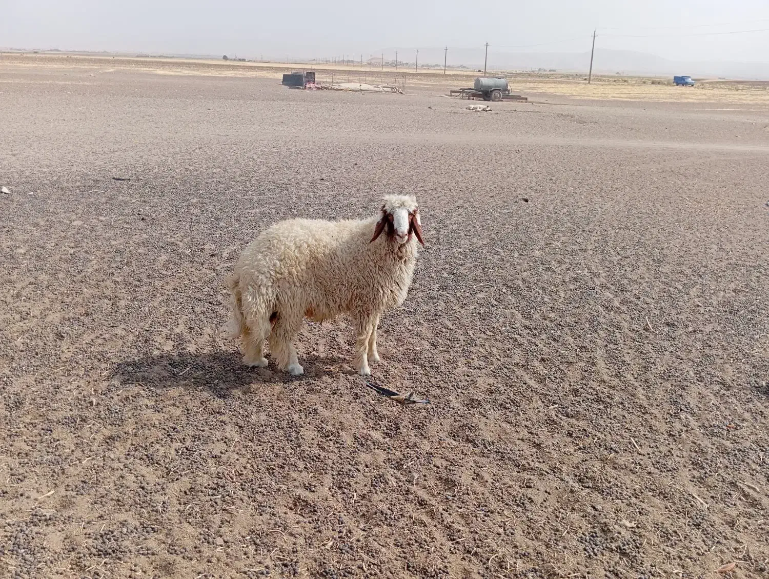 بره قوچ سنجابی اصل|حیوانات مزرعه|کوزران, |دیوار