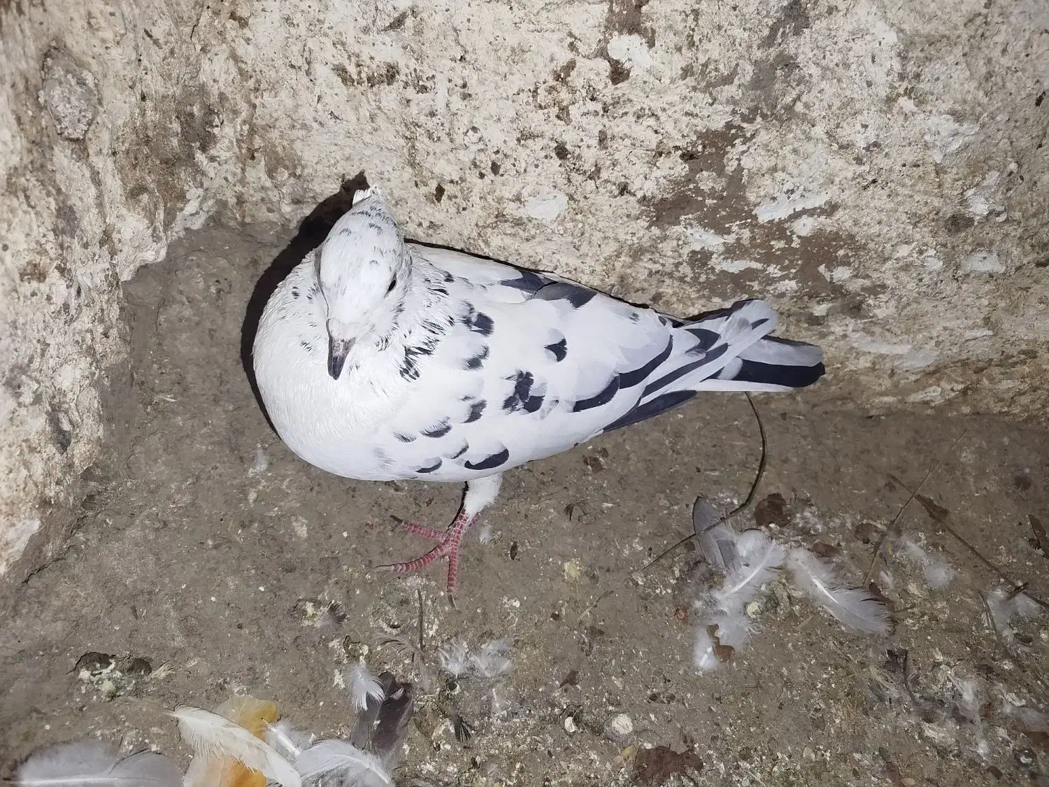 کبوتر|پرنده|دورود, |دیوار