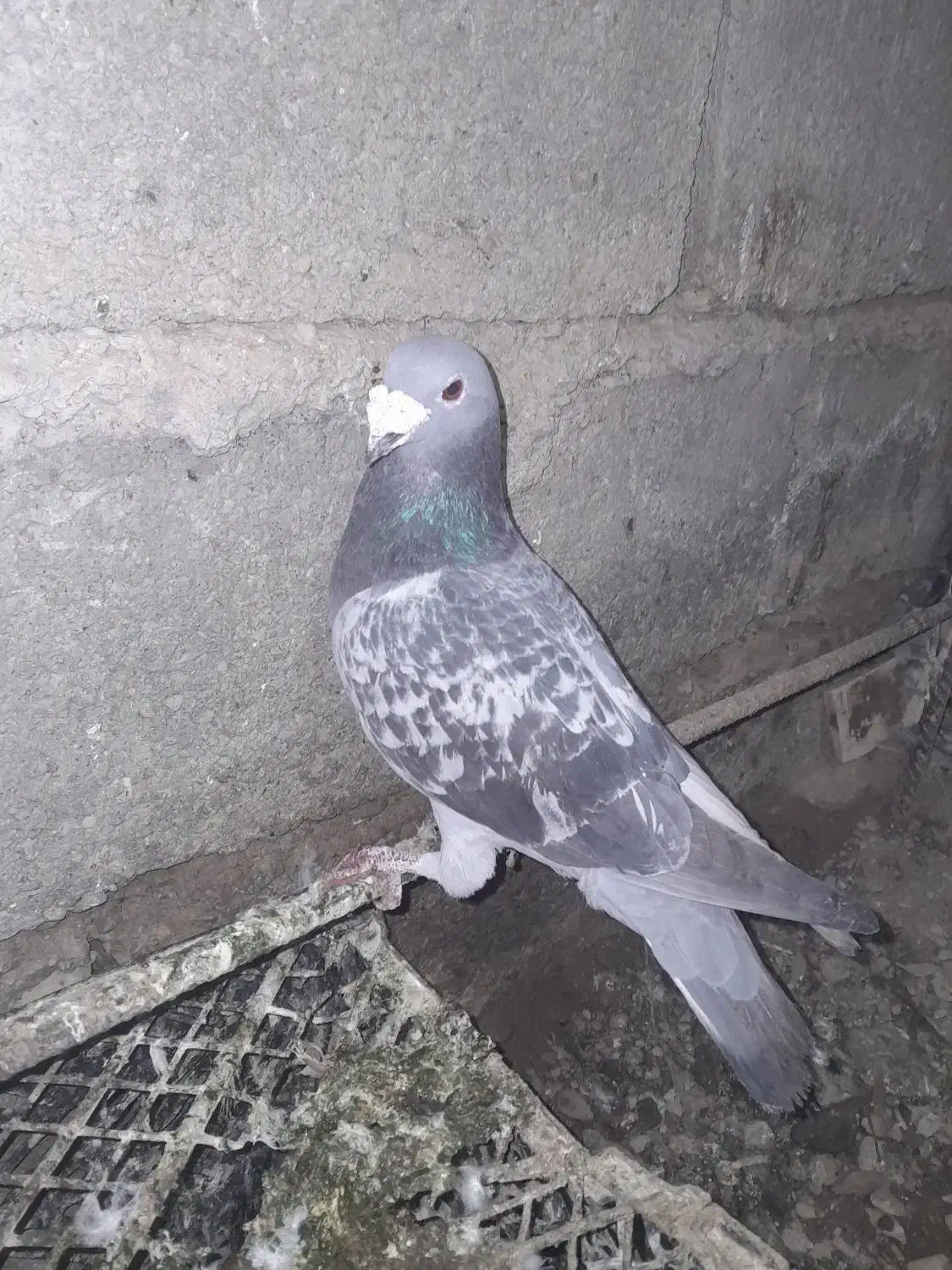 کبوتر فروشی|پرنده|سراوان, |دیوار