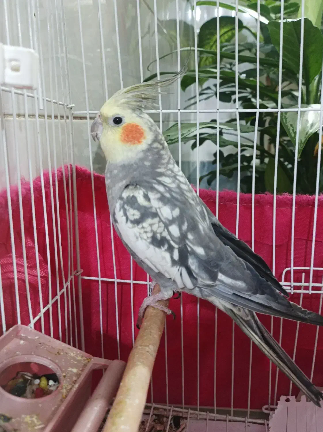 عروس هلندی|پرنده|اسلام‌‌آباد غرب, |دیوار