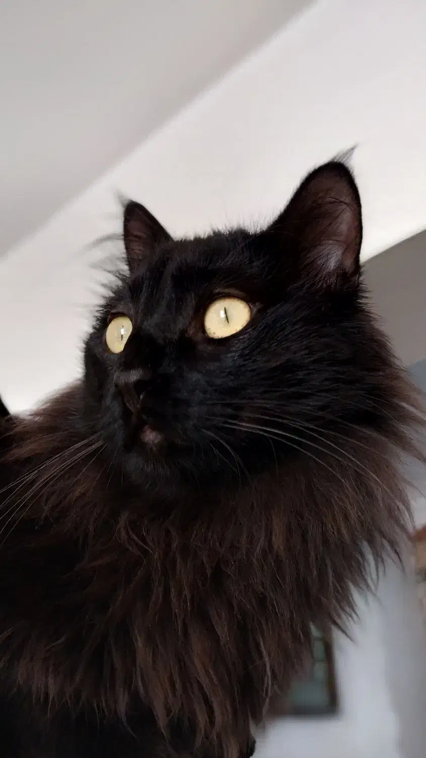 گربه Dlh پسر ۲ ساله حرف گوش کن و خوش انرژی|گربه|تهران, جیحون|دیوار