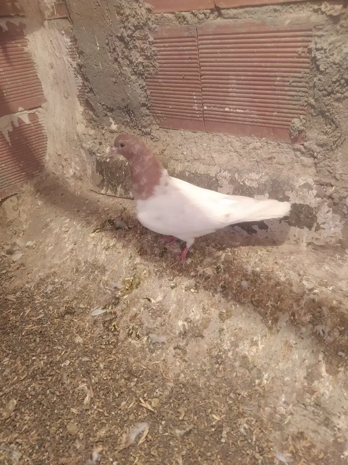 کلفه ماده|پرنده|اردبیل, |دیوار