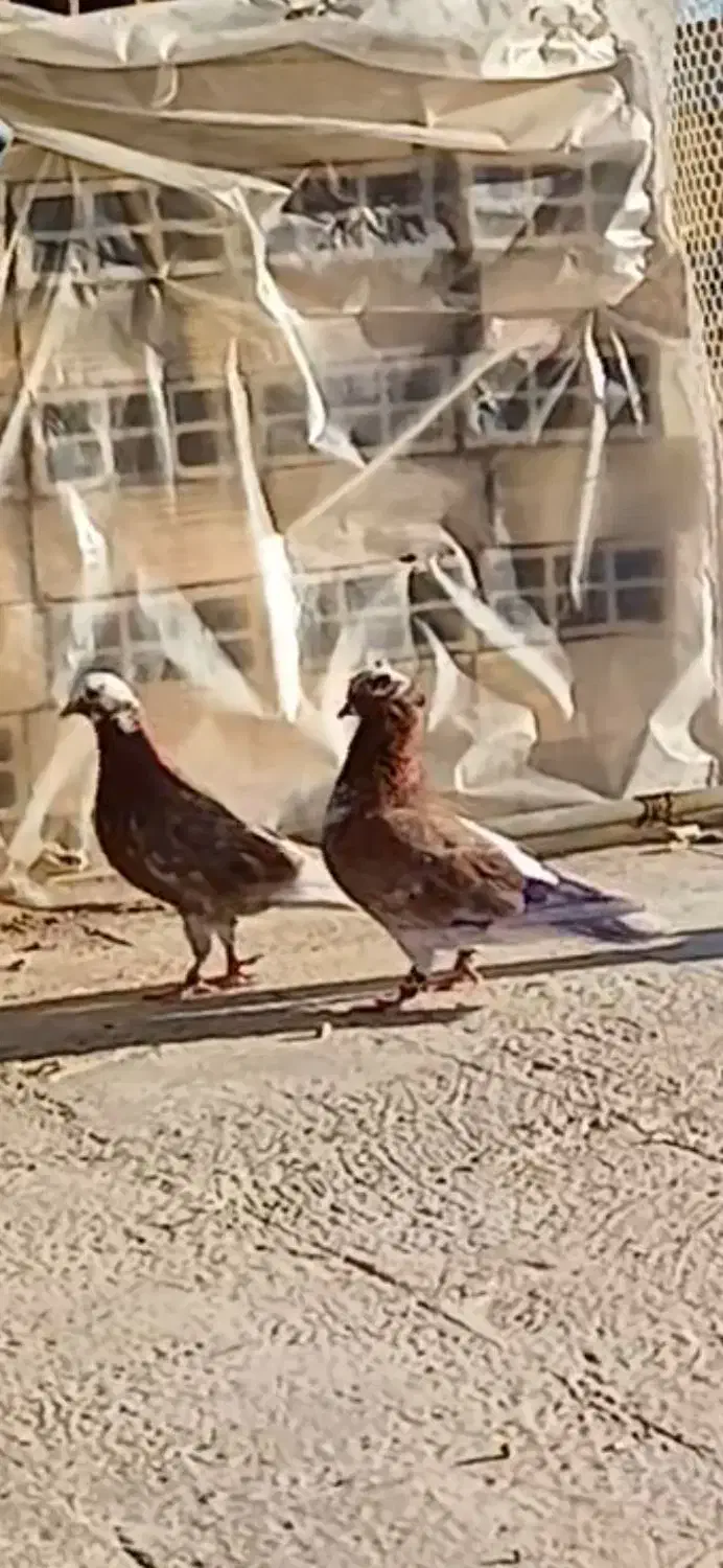 کبوتر نر|حیوانات|قم, نیروگاه|دیوار