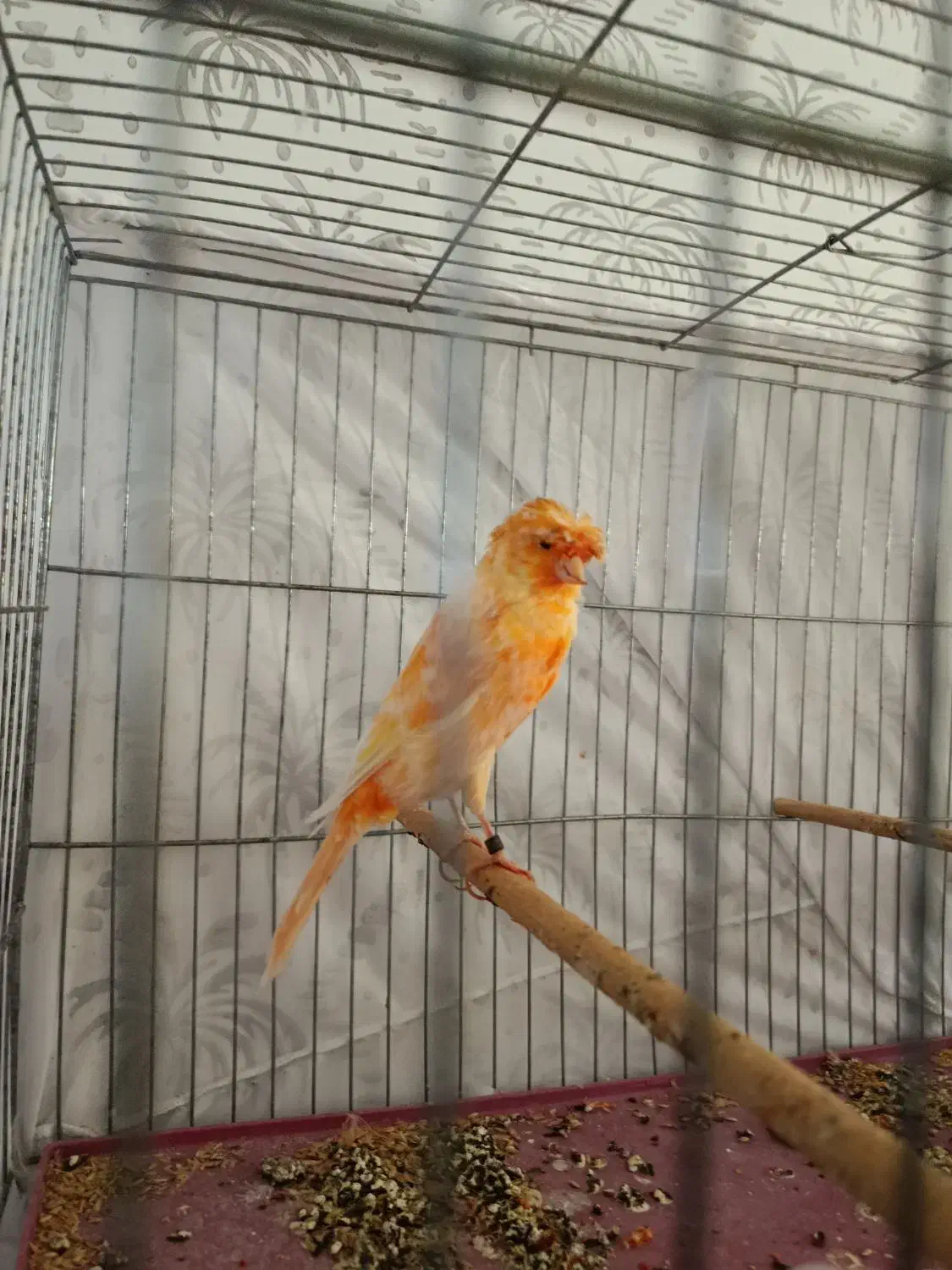 قناری سوپر سرخ کاکل|پرنده|گرمسار, |دیوار