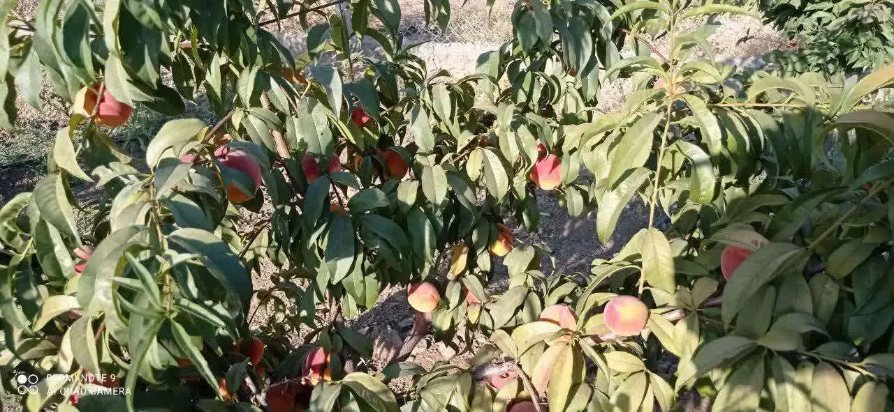 باغ ویلا|فروش زمین و ملک کلنگی|تویسرکان, |دیوار