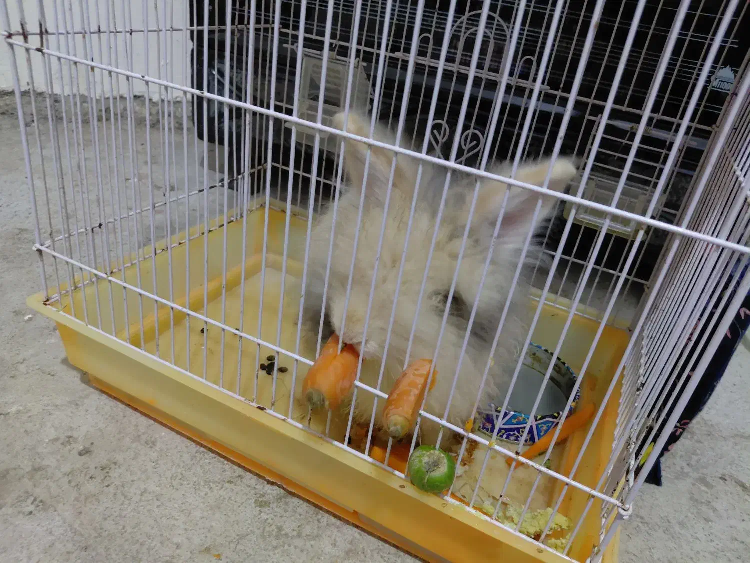 فروش خرگوش|موش و خرگوش|تالش, هشتپر|دیوار