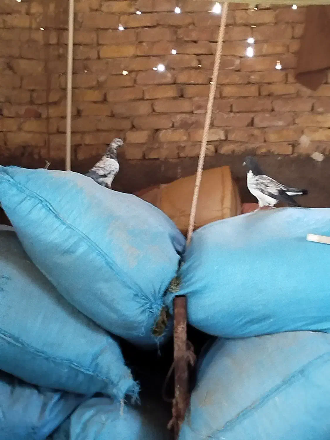 کفتر فروشی|پرنده|آران و بیدگل, |دیوار