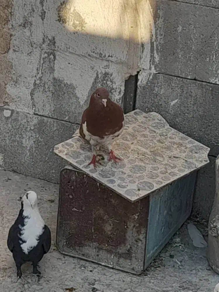 مادع مخمل یال سرخ یقه بسته نر|پرنده|فسا, |دیوار