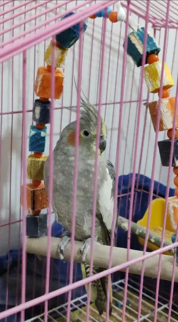 عروس هلندی ماده|پرنده|دالاهو, |دیوار