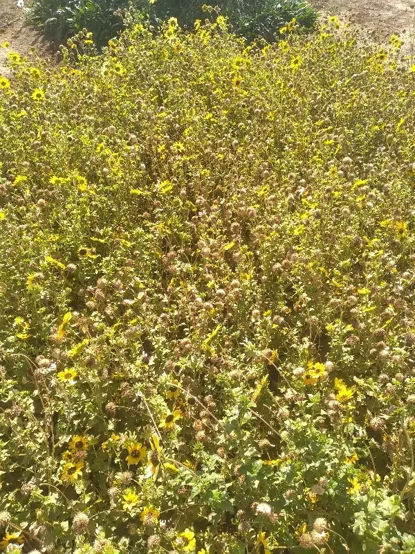 انجام امور نگهداری از باغچه|خدمات باغبانی و درختکاری|قم, شاد قلی|دیوار