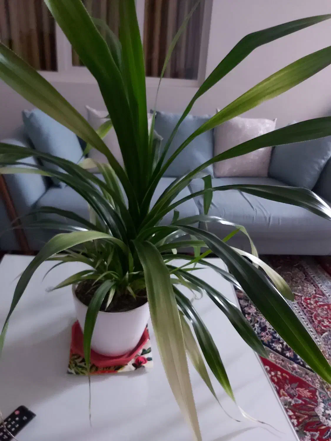 گلدان گل پاندانوس ابلق|گل و گیاه طبیعی|ری, دیلمان|دیوار