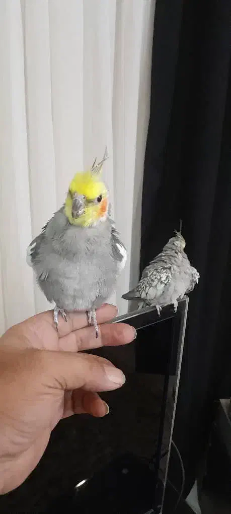 عروس هلندی جفت|پرنده|هشتگرد, مدرس|دیوار