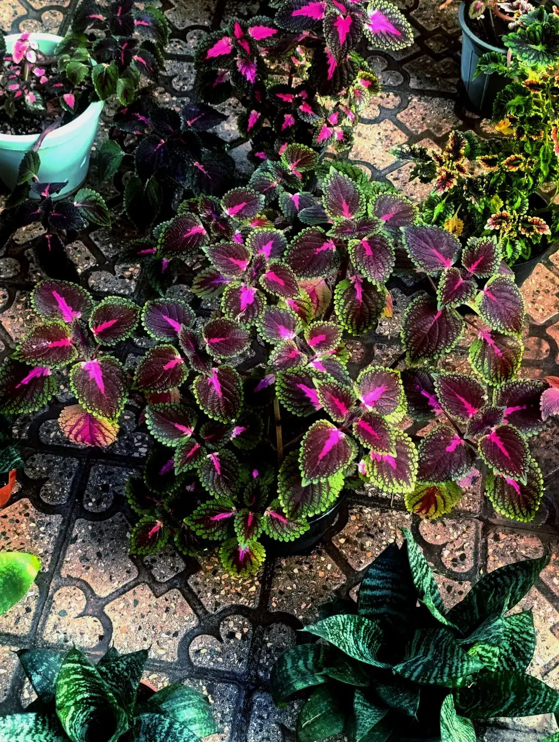 گل اپارتمانی|گل و گیاه طبیعی|قزوین, |دیوار