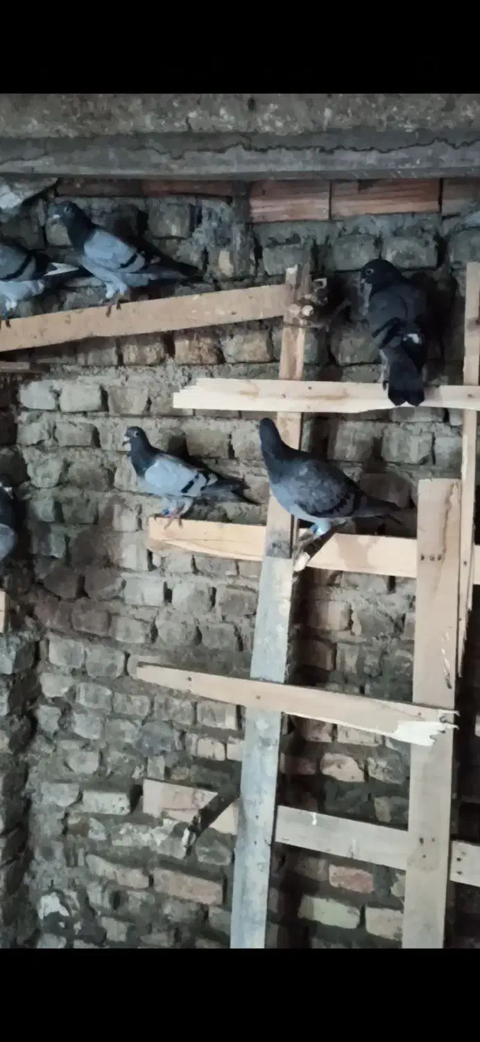 کبوتر کفتر|حیوانات|گرگان, |دیوار