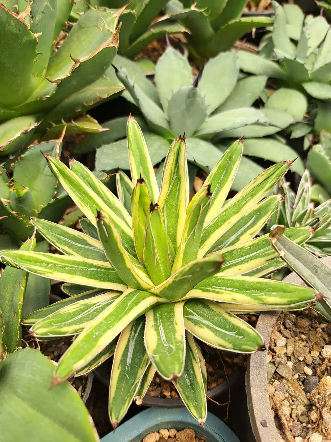 کاکتوس کلکسیونی و بازاری|گل و گیاه طبیعی|تهران, تهرانسر شرقی|دیوار