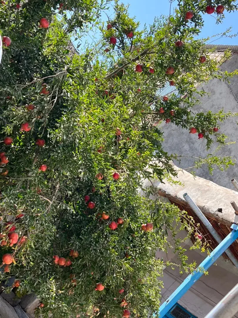 خونه ویلایی باغچه سنتی|اجارهٔ خانه و ویلا|رباط‌کریم, رباط‌کریم|دیوار