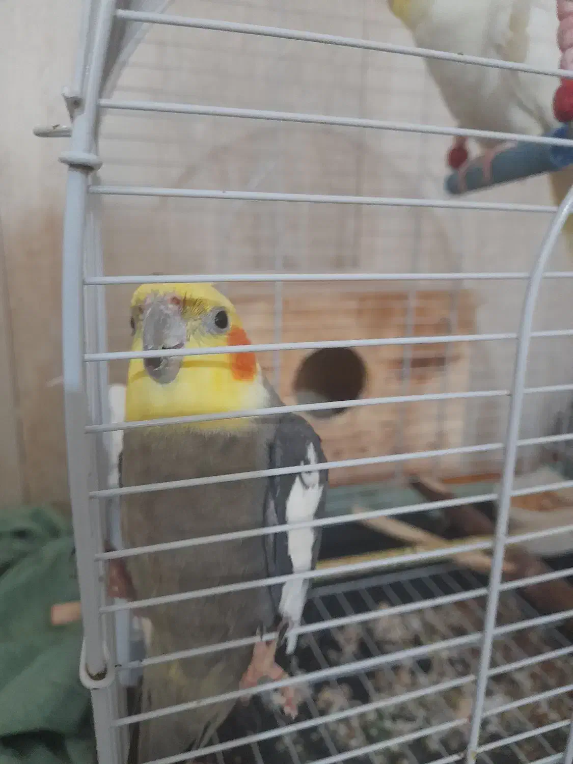 عروس هلندی|پرنده|رشت, پاره بیجار|دیوار