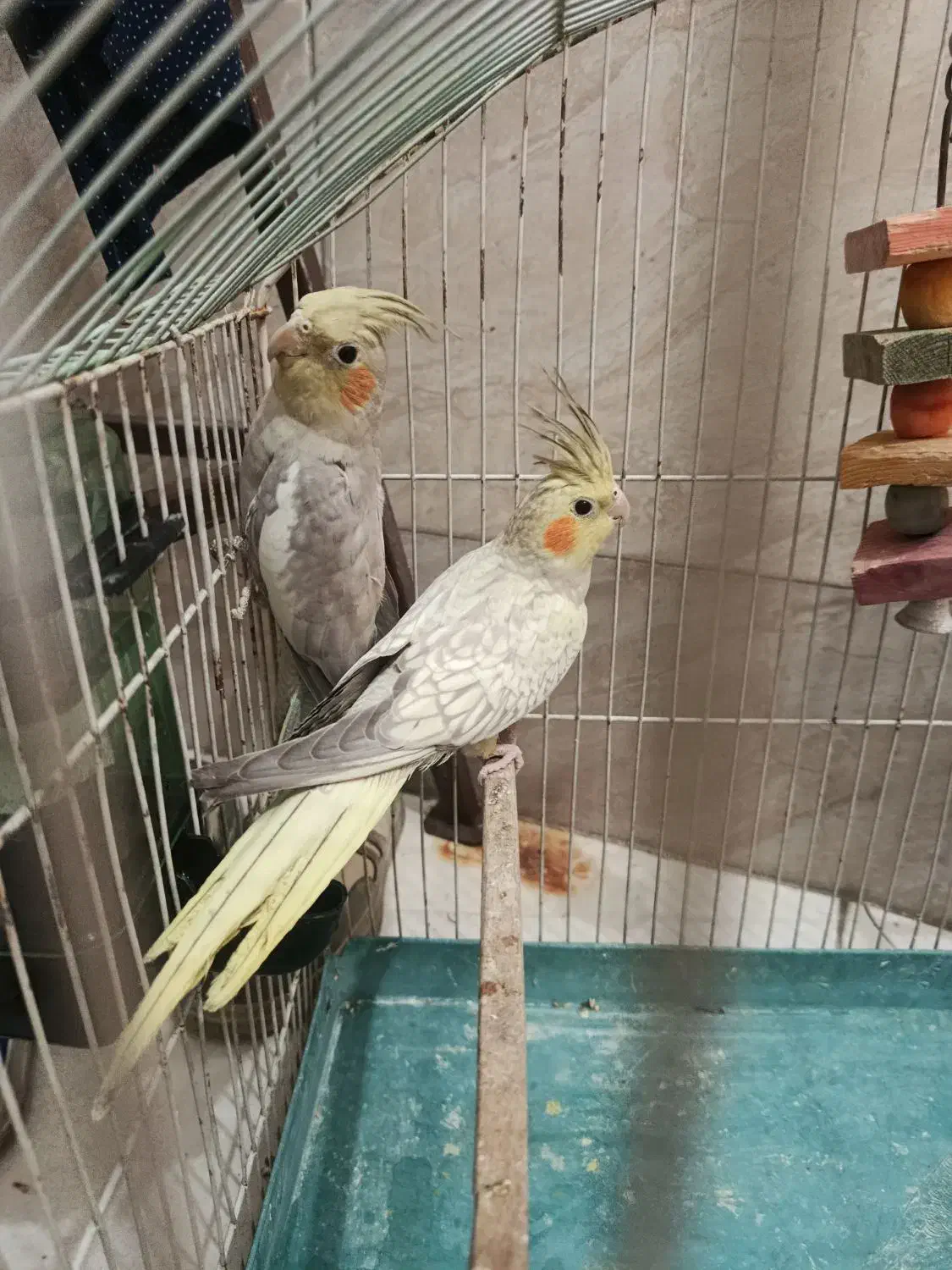 عروس هلندی|پرنده|رباطکریم, رباطکریم|دیوار