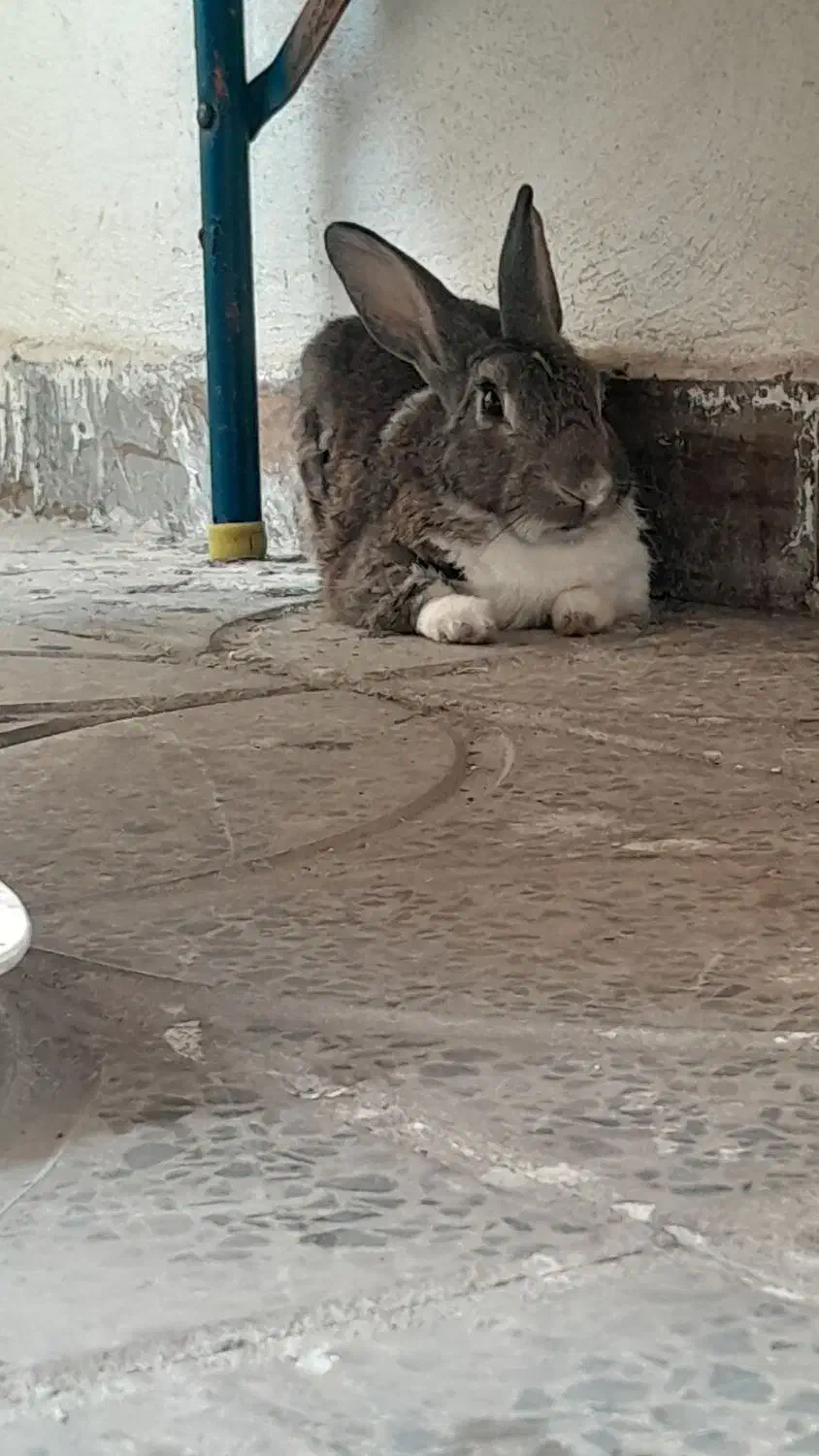 خرگوش|موش و خرگوش|آبدانان, |دیوار