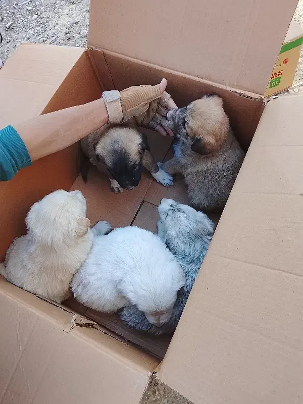 توله سگ|سگ|کرمانشاه, |دیوار