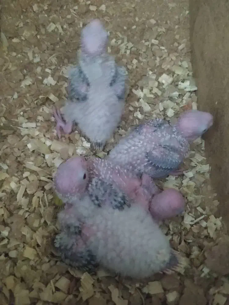 جوجه های سرلاکی گرینچیک|پرنده|ساری, |دیوار