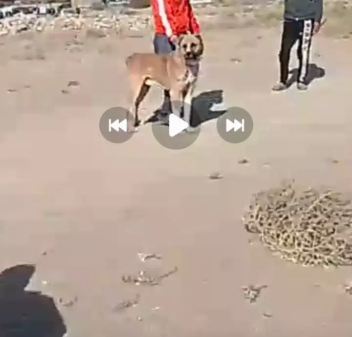 سگ سرابی|سگ|ملایر, |دیوار