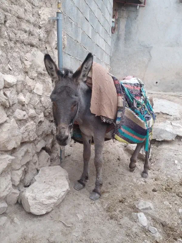 فروش.حیوانات|حیوانات مزرعه|بجنورد, |دیوار