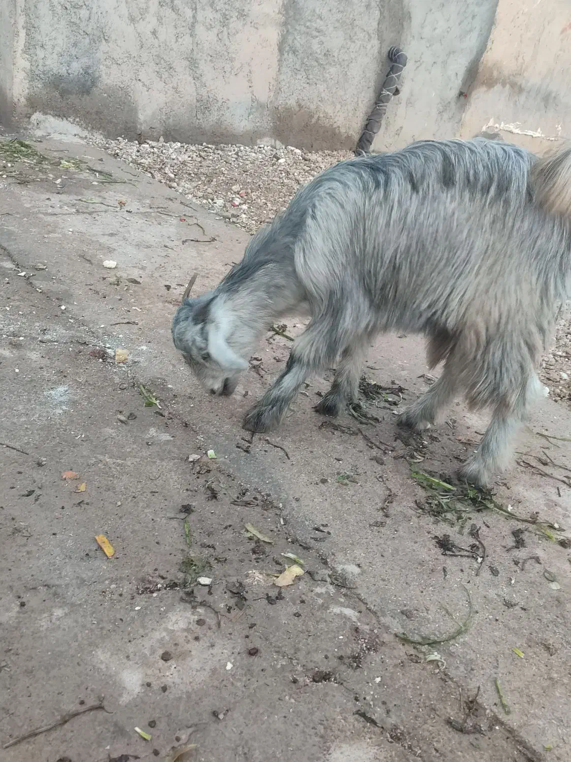 دوتا کهره ماده|حیوانات مزرعه|دلوار, |دیوار