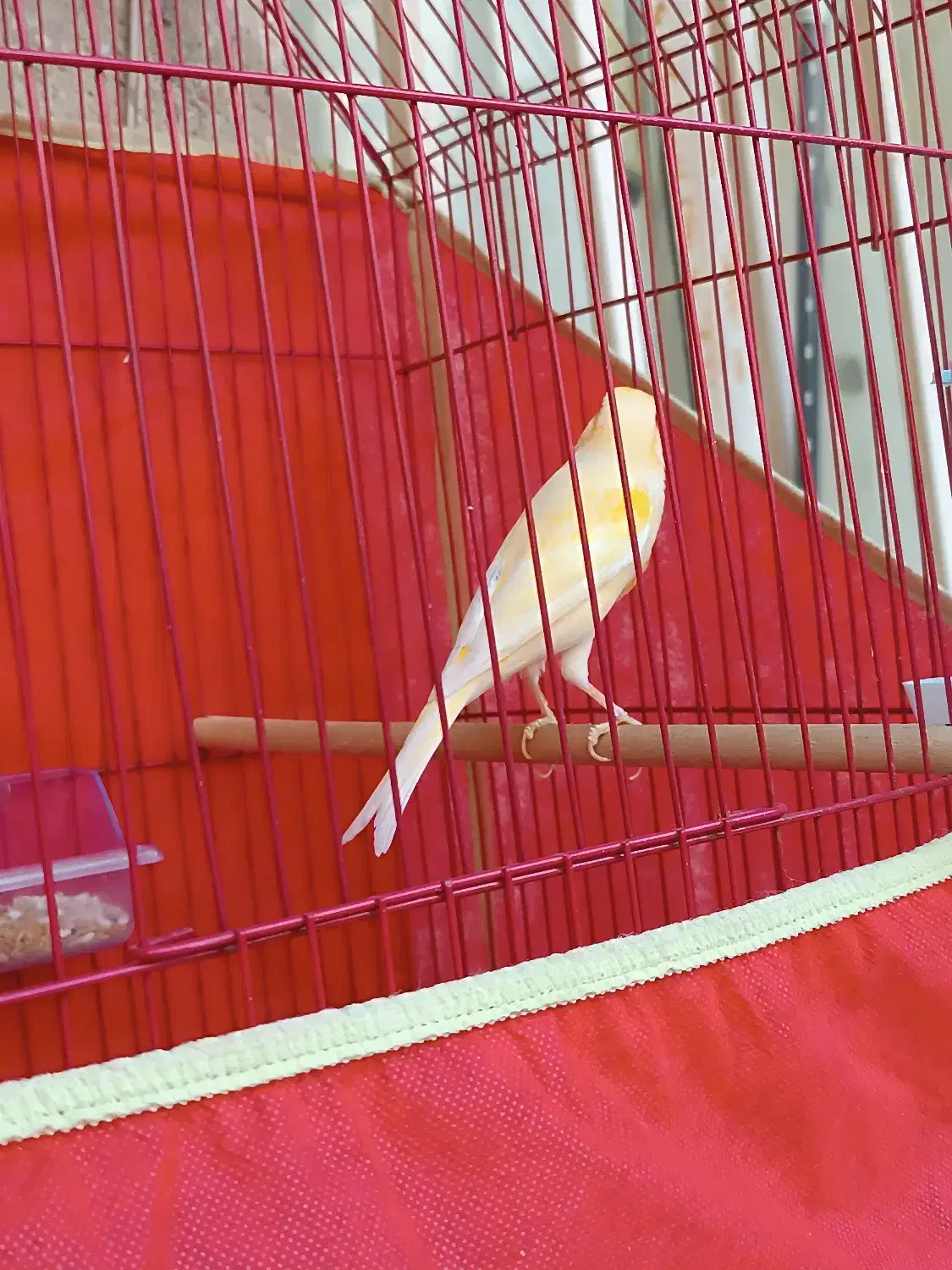 قناری|پرنده|بندرعباس, |دیوار