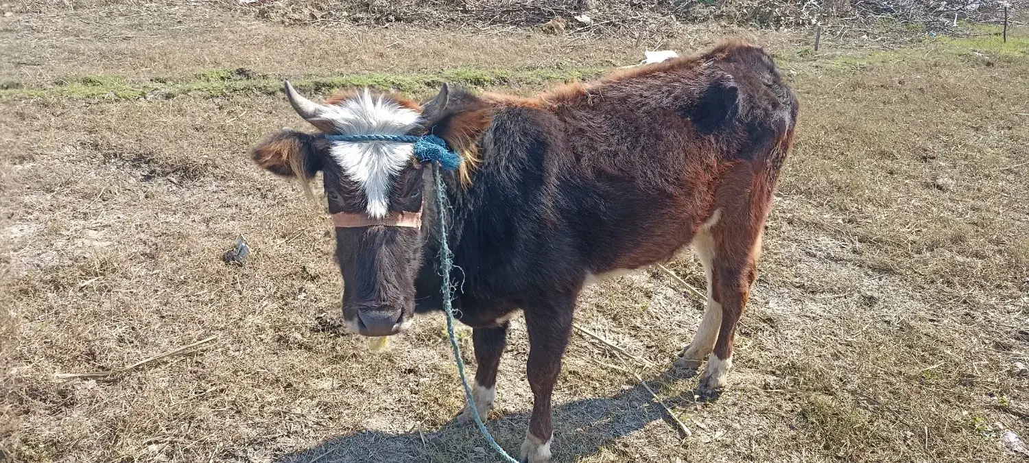 گاو جوان|حیوانات مزرعه|سنگر, |دیوار