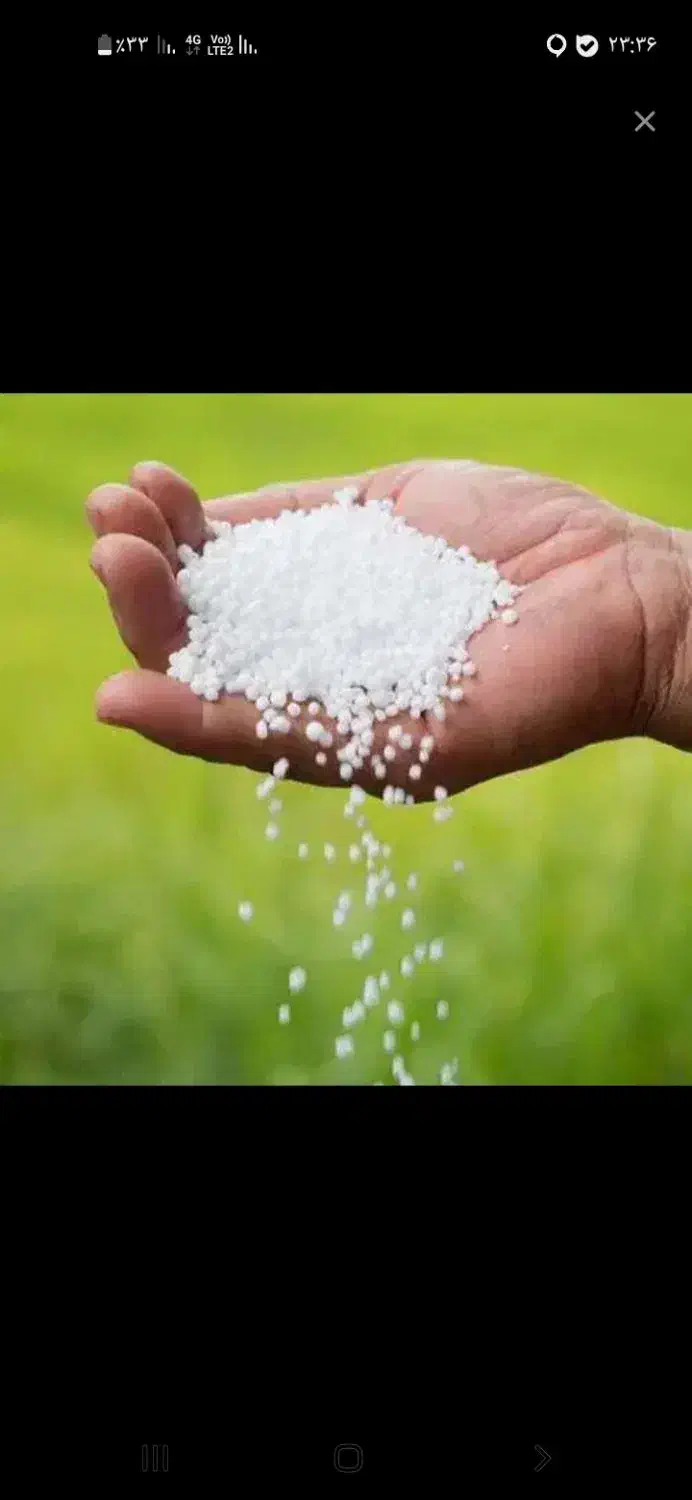 دو عدد کود سفید|گل و گیاه طبیعی|خرم‌آباد, |دیوار