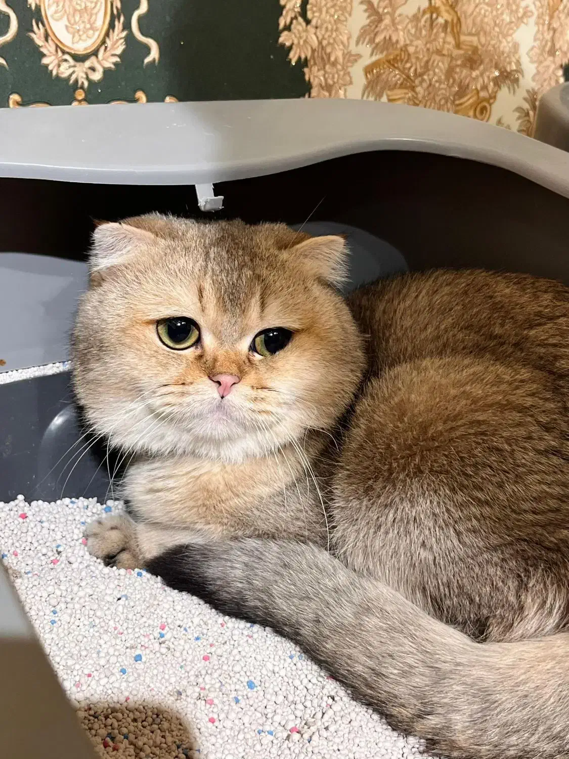 نر گلد مولد قوی|گربه|تهران, میرداماد|دیوار