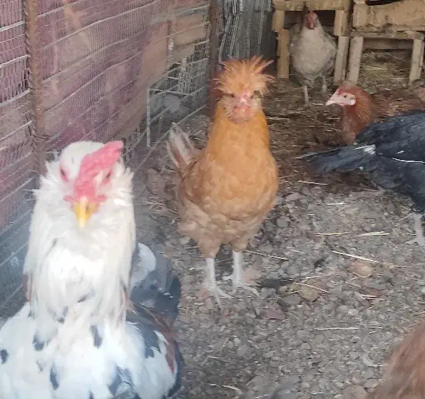 تخم مرغ نطفه دار|حیوانات مزرعه|کرمان, |دیوار