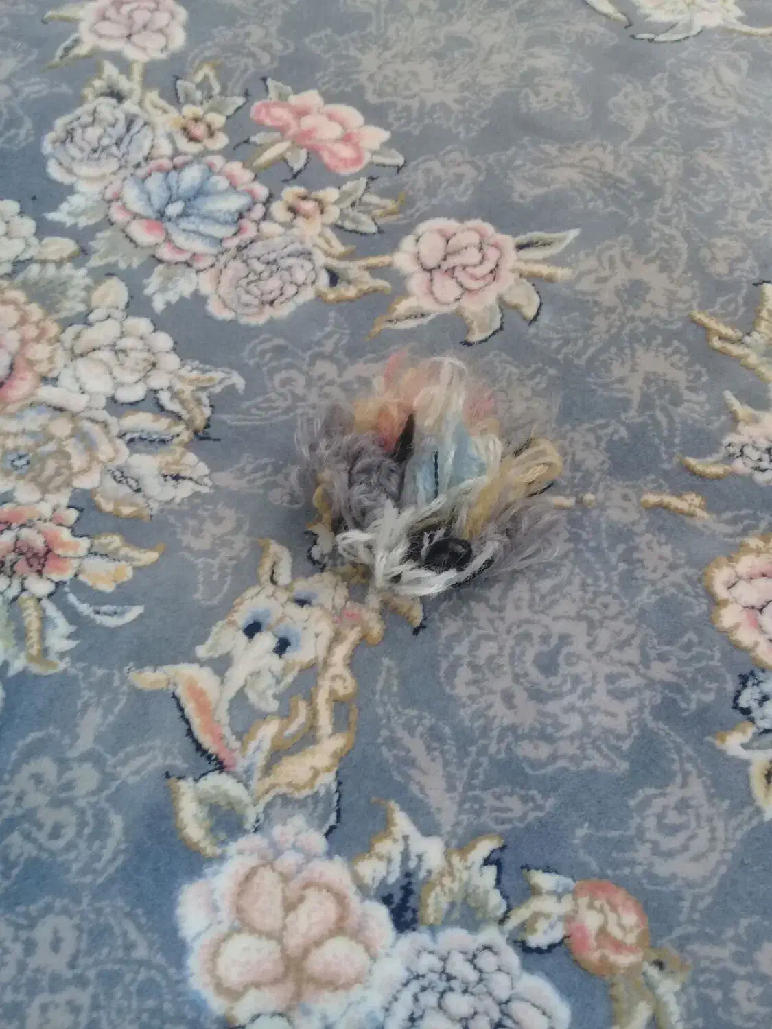 رفو و تعمیرات انواع فرش به صورت تخصصی|خدمات پیشه و مهارت|رشت, بازار|دیوار