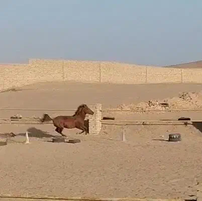 اسب خوش سواری|اسب و تجهیزات اسبسواری|یزد, |دیوار