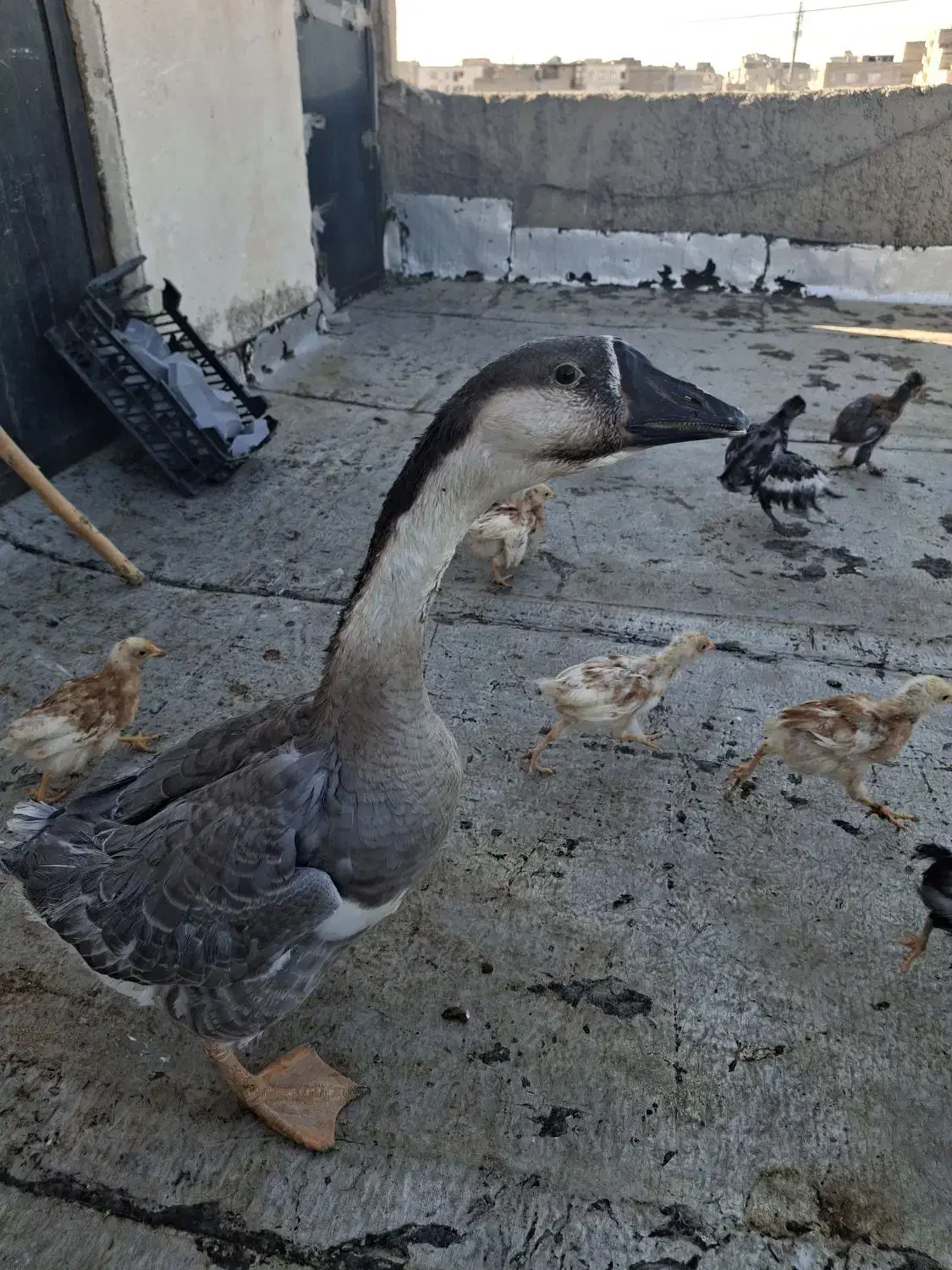 غاز خونگی|حیوانات مزرعه|فردیس, شهرک شهید حسینی|دیوار