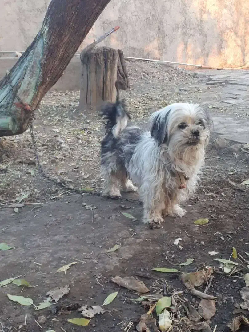 سگ ماده تریر|سگ|محمدیه-قزوین, |دیوار