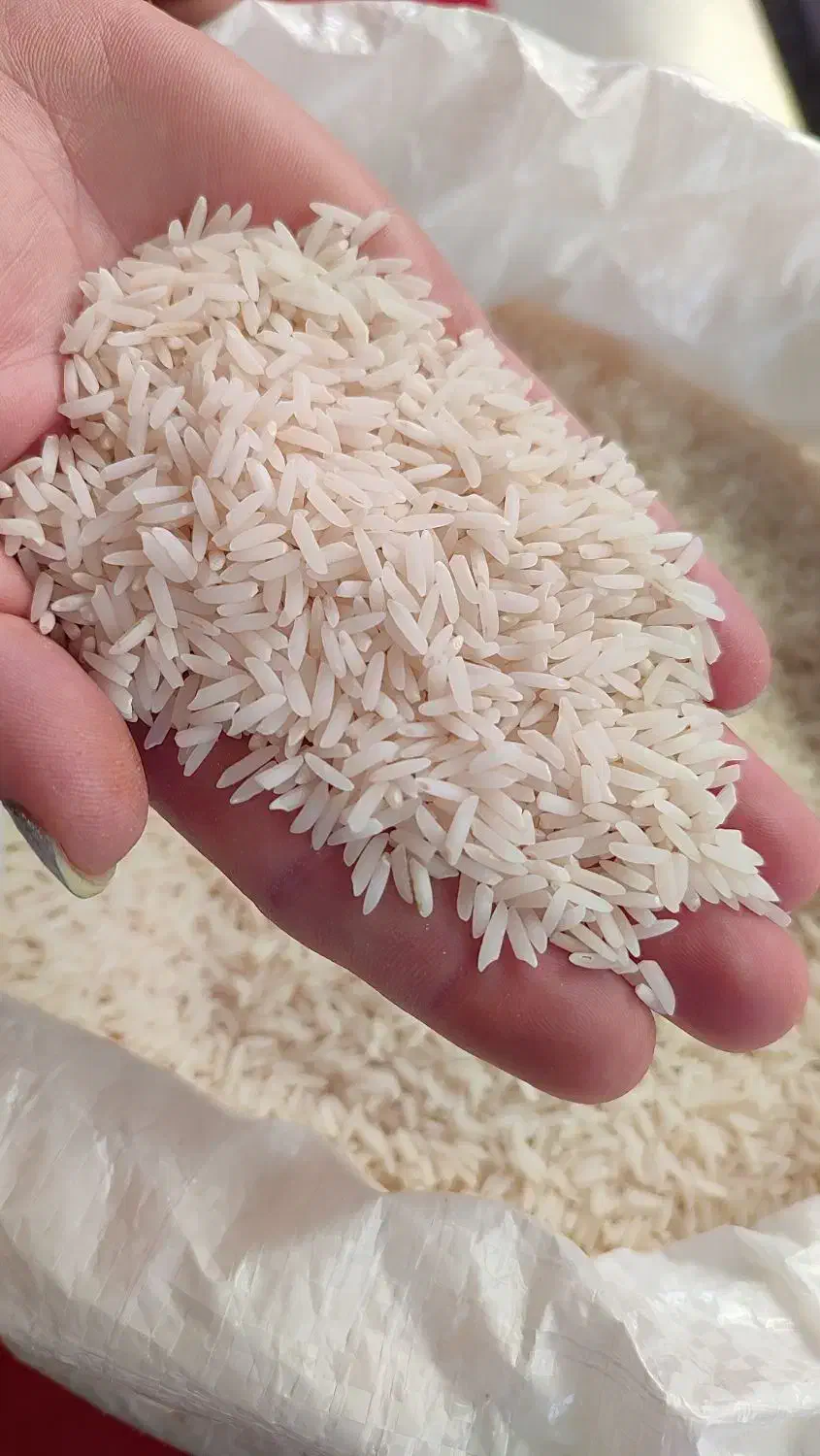 برنج هاشمی|خوردنی و آشامیدنی|تولم شهر, |دیوار