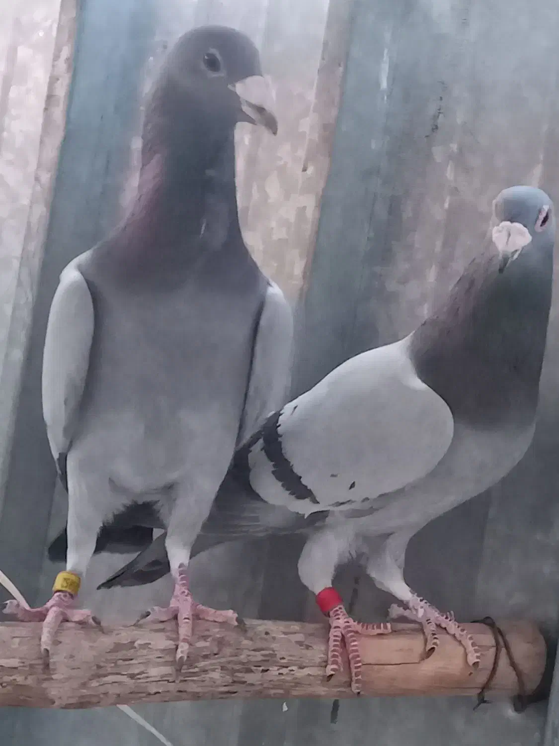 کبوترپلاکی|پرنده|بم, |دیوار