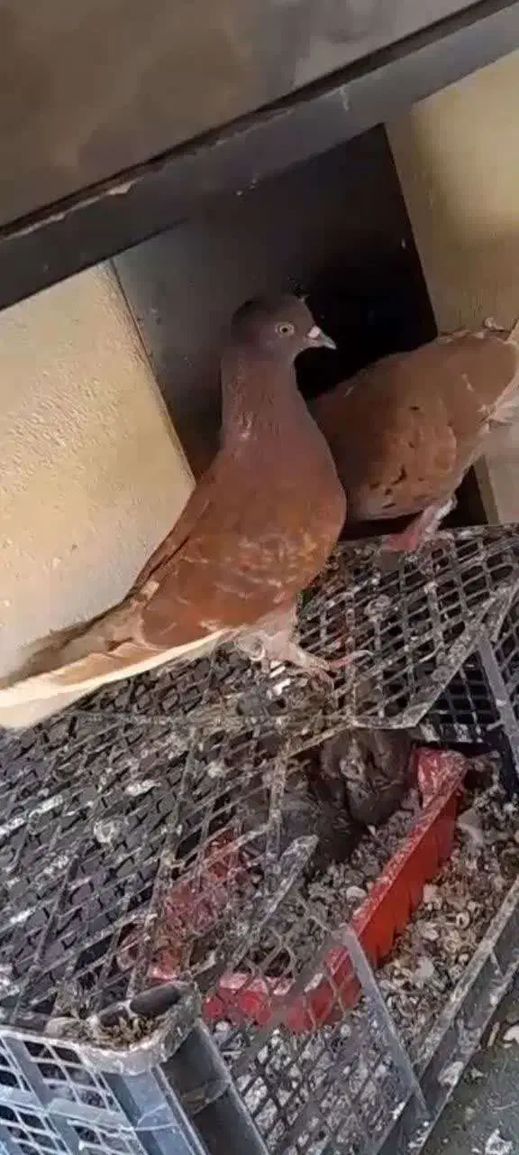 کبوتر|پرنده|فولادشهر, مسکن مهر فولادشهر|دیوار