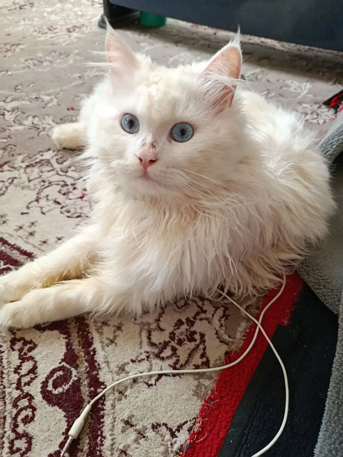 گربه پرشین|گربه|سبزوار, شرق کال میانی|دیوار