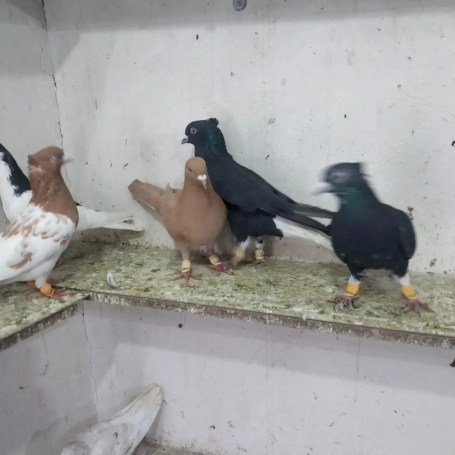 کبوتر پرشی هم جفتی|پرنده|اسفرورین, |دیوار