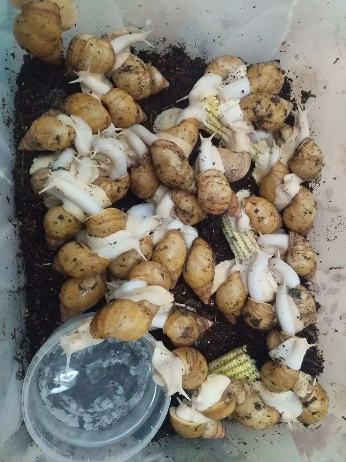 حراج حلزون آلبینو|خزنده|تهران, هفده شهریور|دیوار