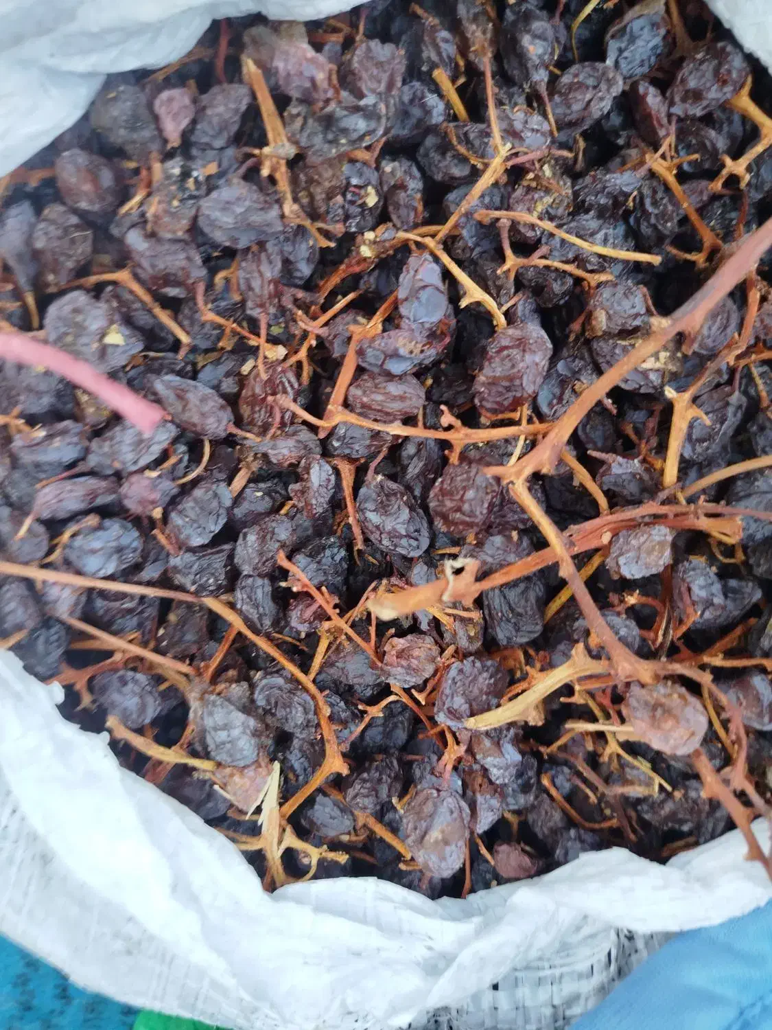 مویز|حراج|نورآباد ممسنی, |دیوار