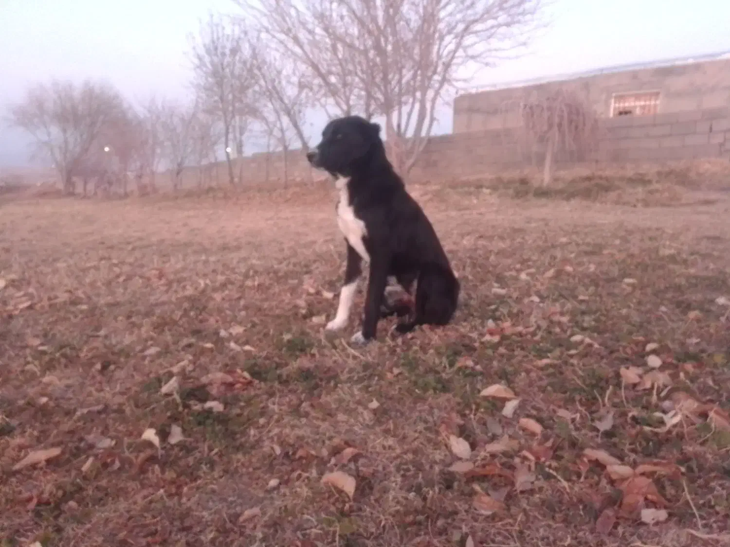 واگذارتولهسگ|سگ|سجاس رود, |دیوار