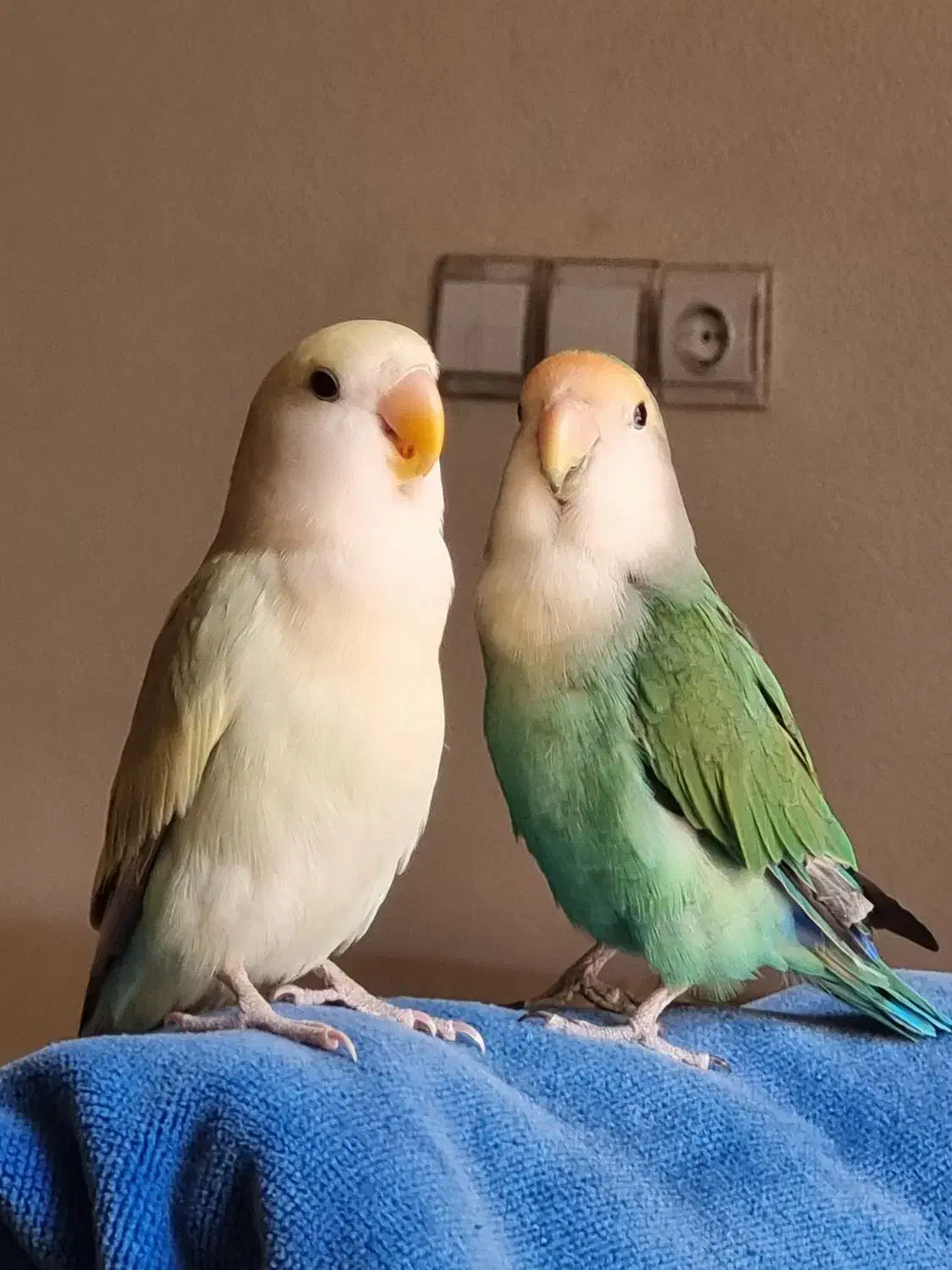 طوطی برزیلی مولد|پرنده|شاهین‌شهر, خانه کارگر|دیوار