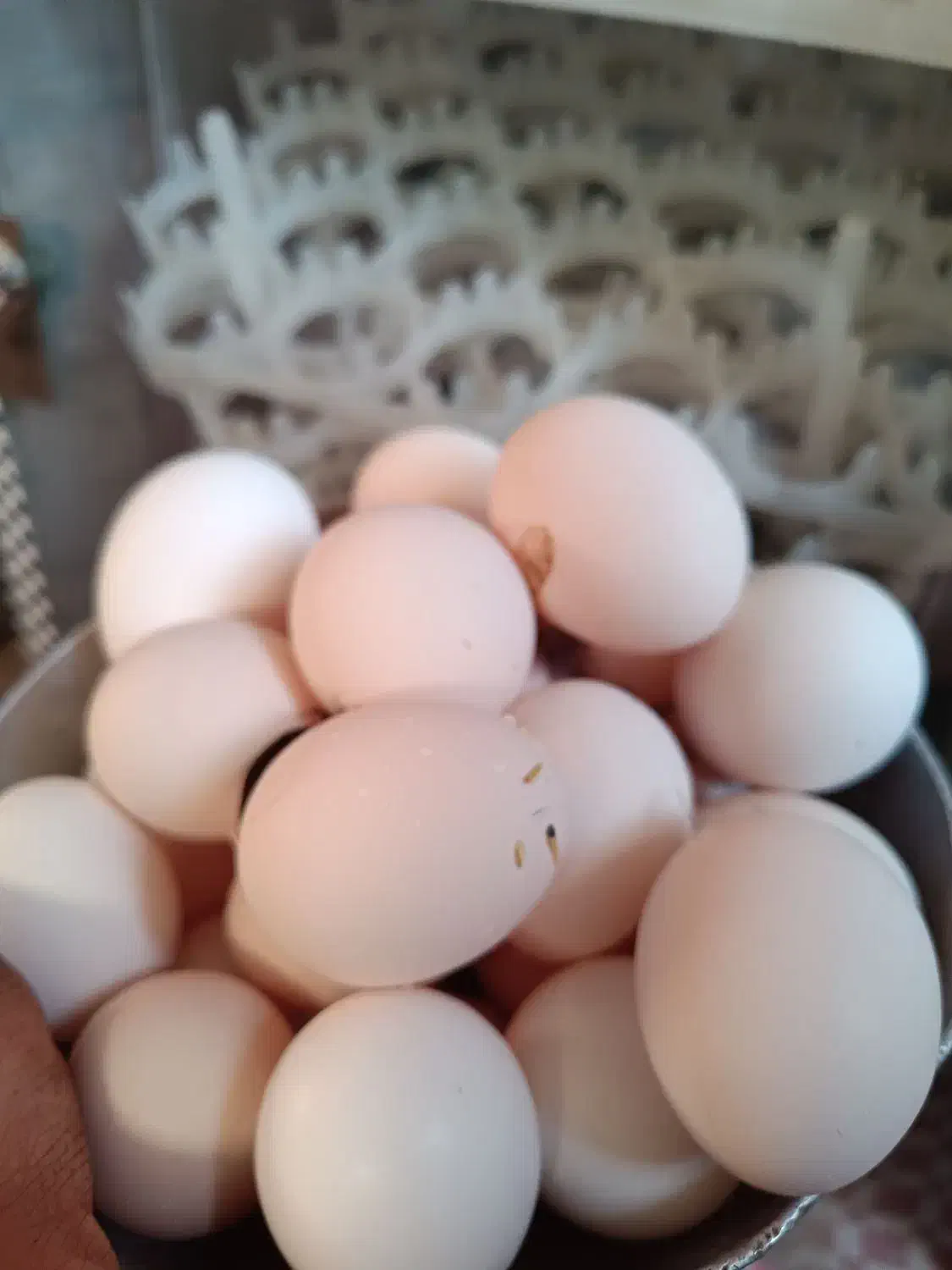 تخم مرغ نطفه دار از مرغ سیاه|حیوانات مزرعه|قم, آزادگان|دیوار
