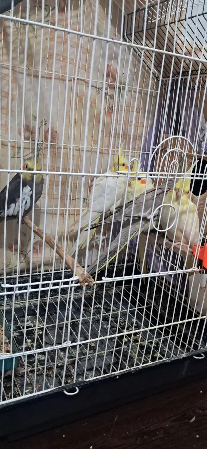 عروس هلندی 2 ماهه|پرنده|طاهرگوراب, |دیوار