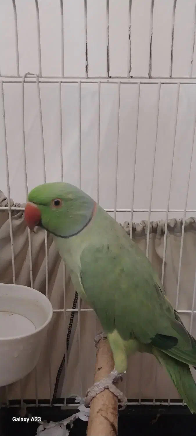 فروش طوطی ملنگو نر|پرنده|گرگان, |دیوار